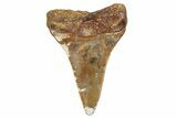 Fossil White Shark Tooth (Carcharodon) - Angola #259451-1